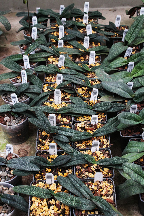 Paphiopedilum micranthum eburneum.jpg