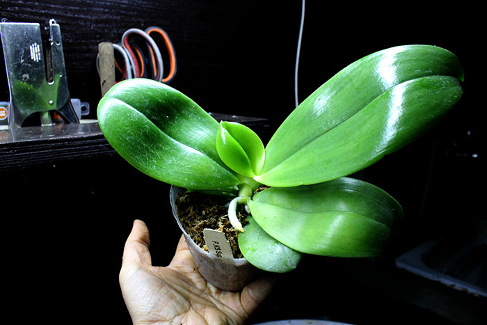 Phalaenopsis KS Super Zebra.jpg