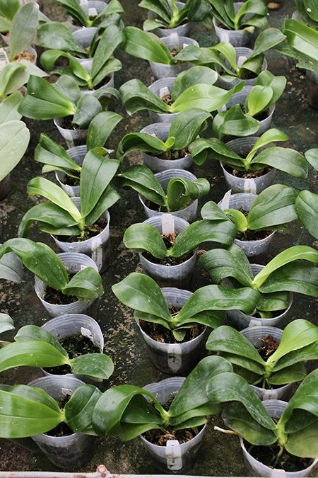 Phalaenopsis violacea indigo.jpg