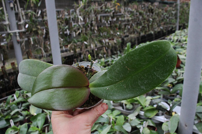 Phalaenopsis CTL Beauty x Yungho Princess Gelb.jpg