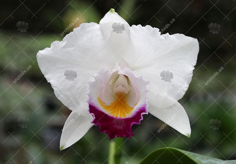Cattleya quadricolor tipo XXX x 'Rainha'.jpg
