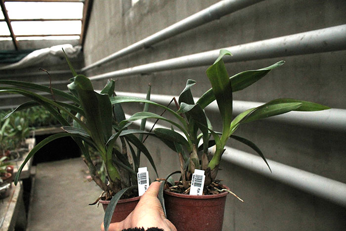 Epidendrum floribundum.jpg