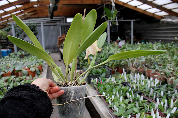 Brassolaeliocattleya George King 'Southern Cross'.jpg