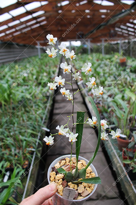 Oncidium Twinkle 'Fragrance Fantasy'.jpg
