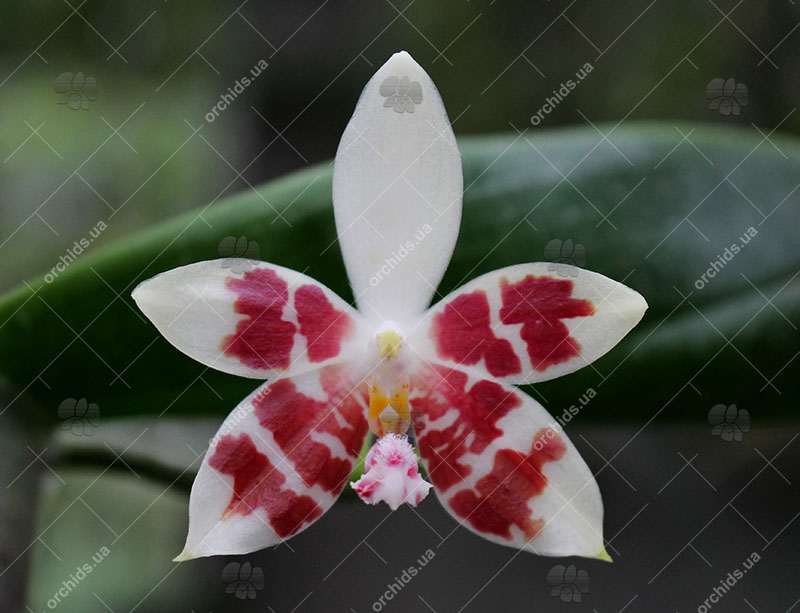 Phalaenopsis Germain Vincent x Yaphon Sir.jpg