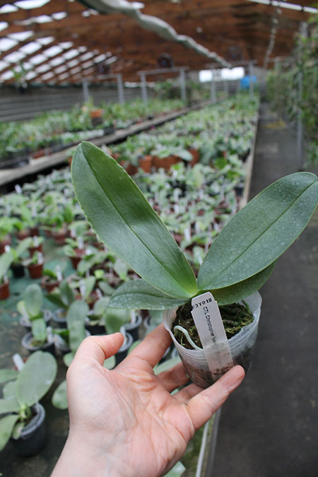 Phalaenopsis CTL Christopher 'color' x stuartiana nobilies '#1'.jpg