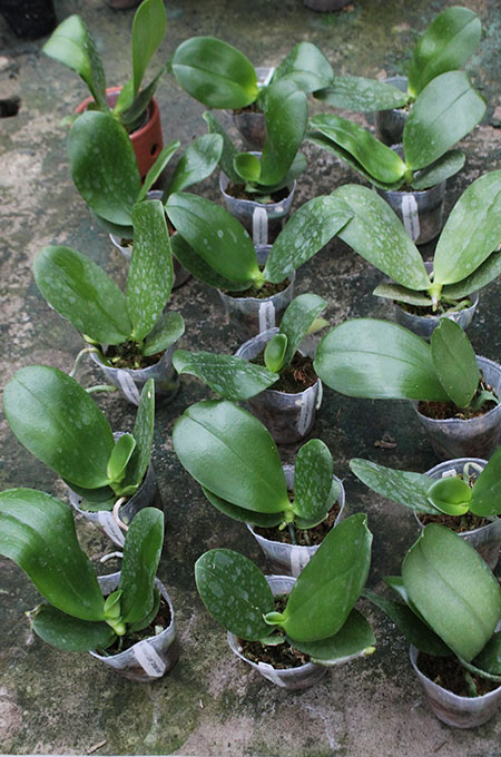 Phalaenopsis AL Redsun Queen 'Carribean Sunset' (clone).jpg