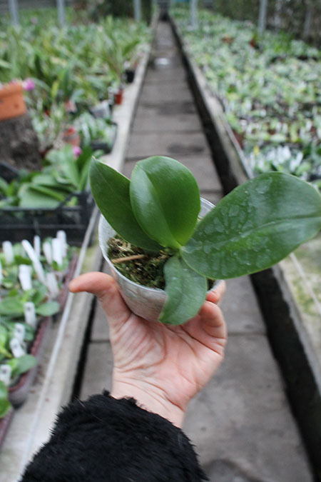 Phalaenopsis Pylo's Decorated Canary.jpg