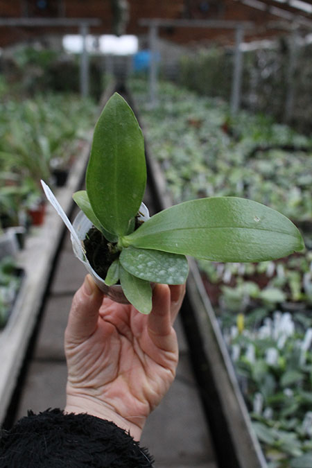 Phalaenopsis Pylo's Novelty (Mituo King Bellina #1 X Brother Ambo Passion 'OK').jpg