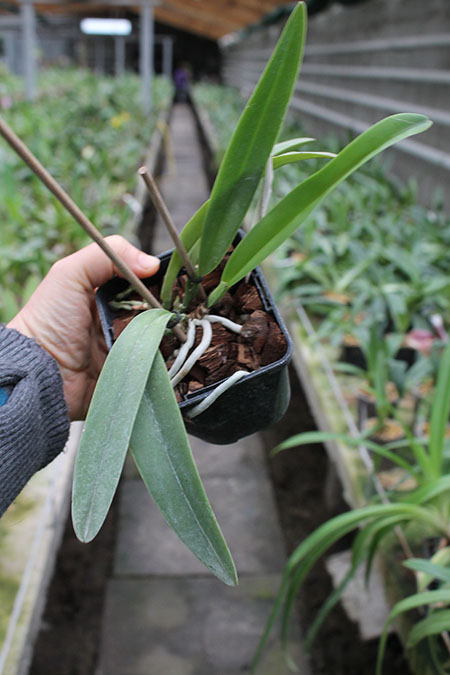 Cattleya maxima rubra 'Lojana' x SELF.jpg