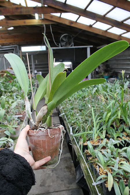 Laeliocattleya Tyl Belle 'Fantasy' (Tyl x Edgard Van Bele).jpg