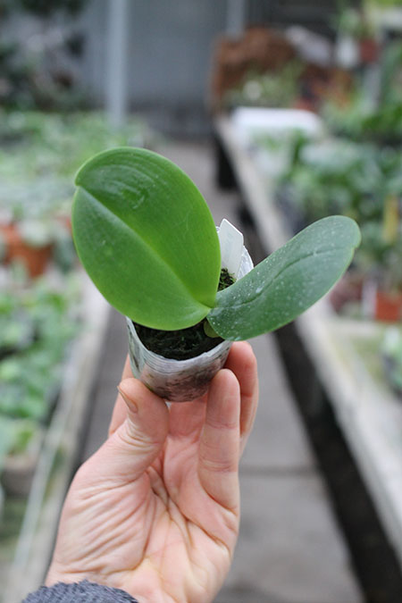 Phalaenopsis Mituo Sun.jpg