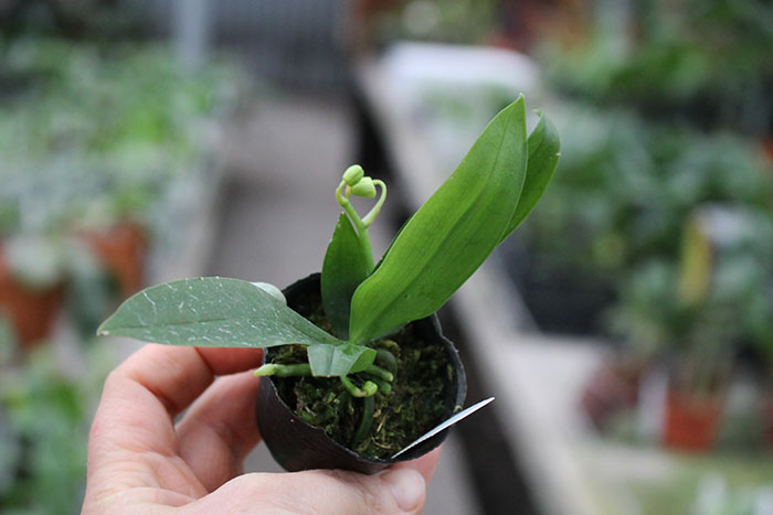 Phalaenopsis lobbii var orange.jpg