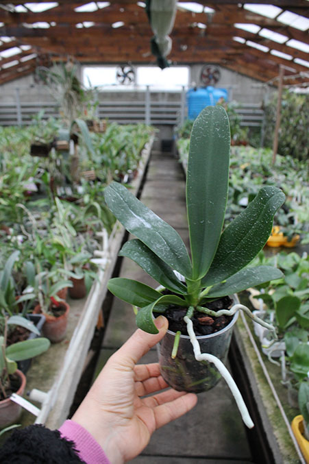 Sedirea japonica x Vandopsis parishii.jpg