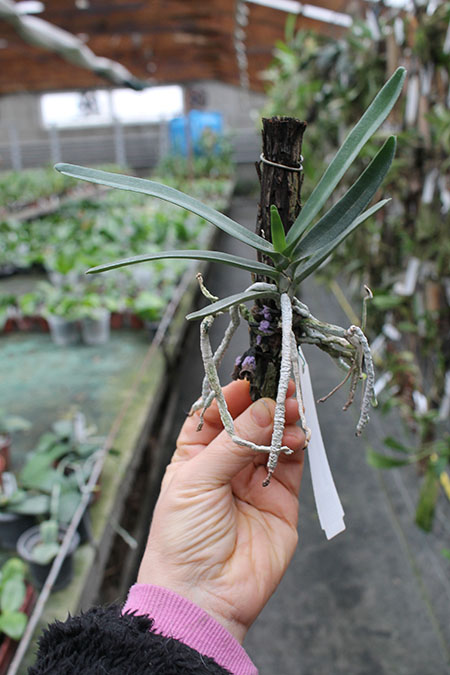 Angraecum didieri.jpg