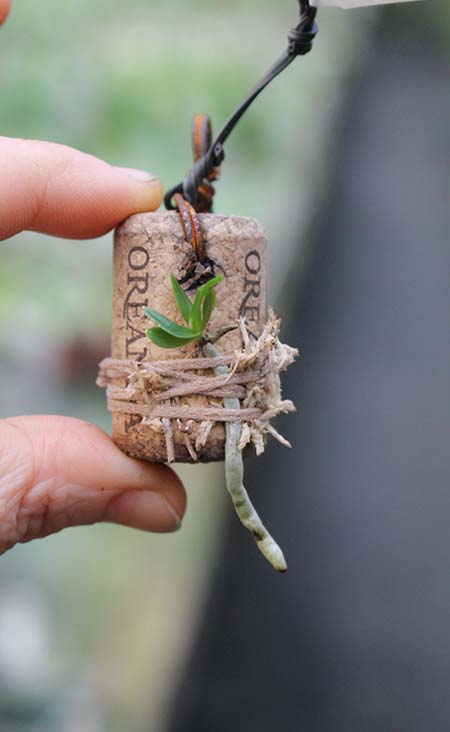 macropodanthus alatus.jpg