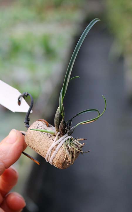 isabelia violacea.jpg