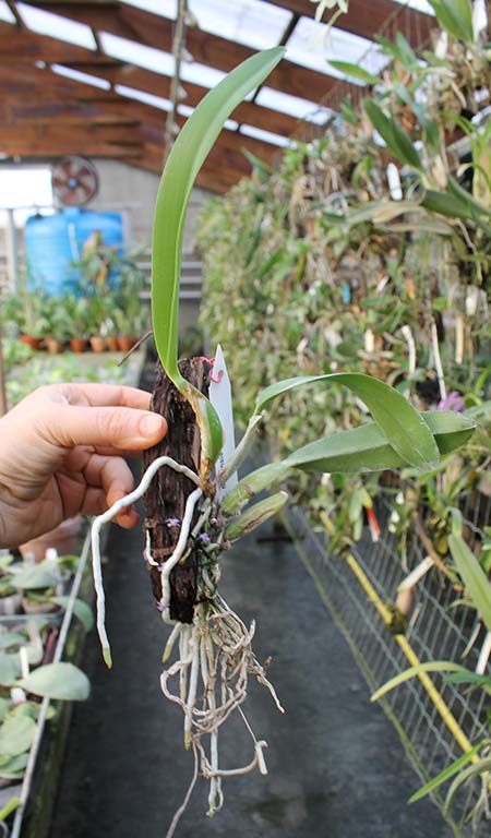 laelia fidelensis.jpg