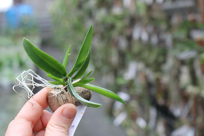 comparettia coccinea.jpg