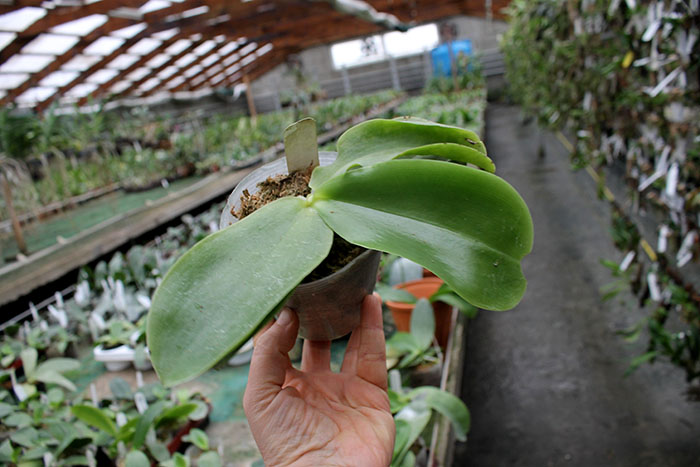 Phalaenopsis Princess Kaiulani 'Chin Yo'.jpg