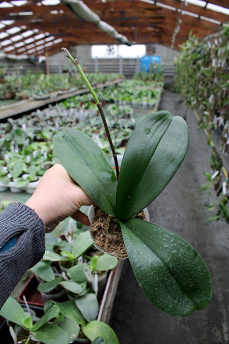 Phalaenopsis (Yu Pin Fire Work 'Big Lip' x Tai LiN Redangel 'V31') Big Lip.jpg