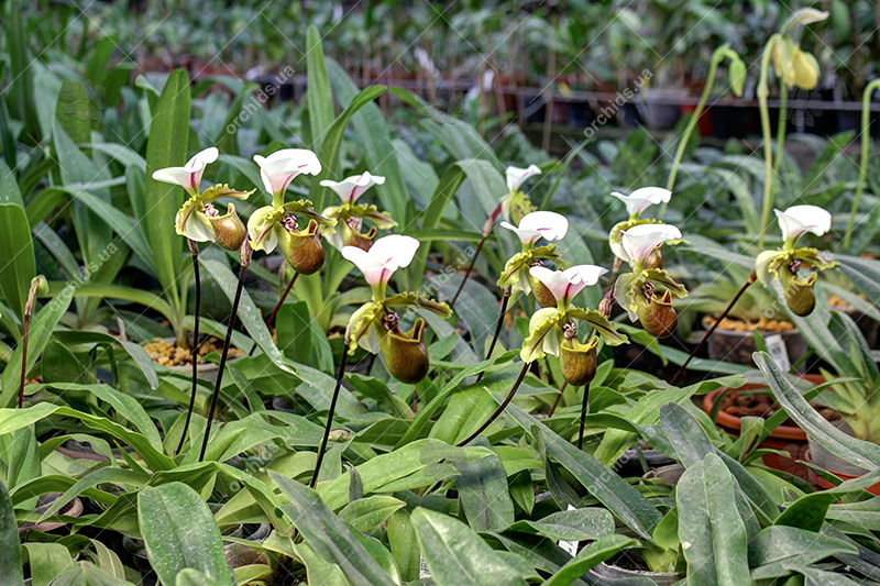Paphiopedilum spicerianum.jpg