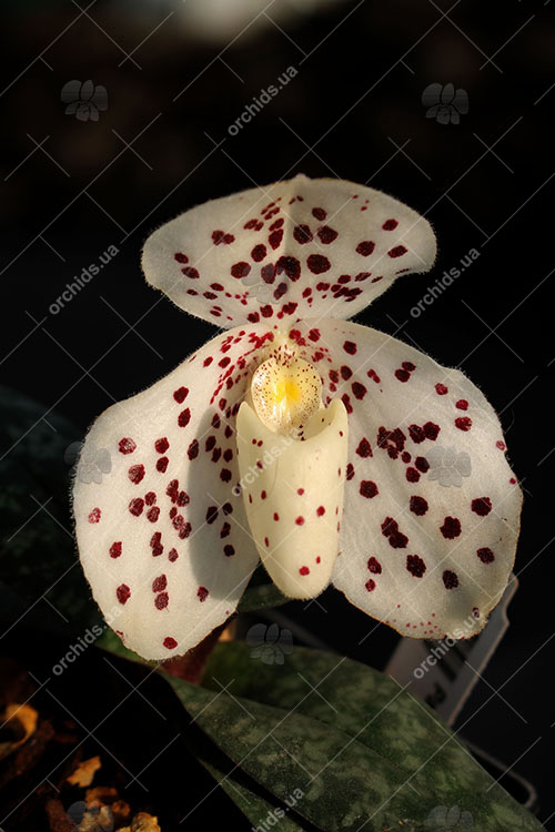Paphiopedilum wenshanense.jpg