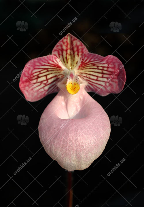 Paphiopedilum micranthum.jpg