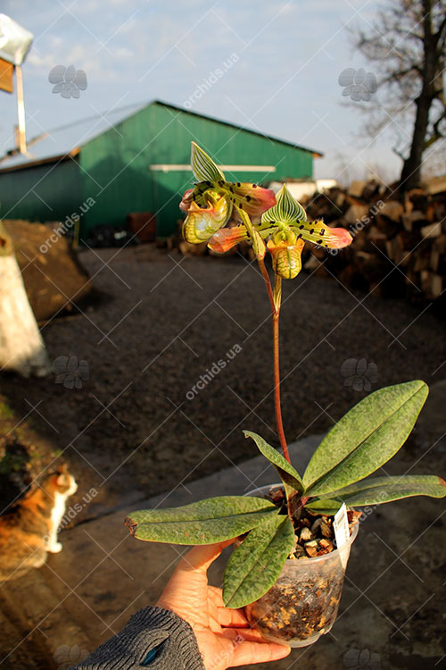 Paphiopedilum venustum.jpg