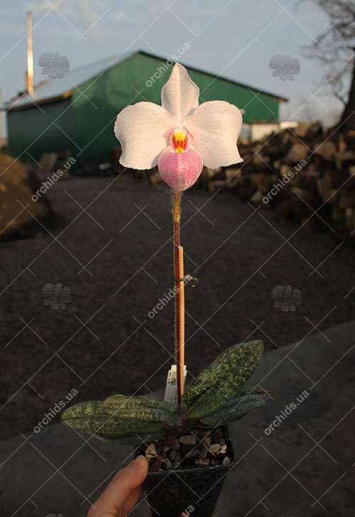 Paphiopedilum delenatii.jpg