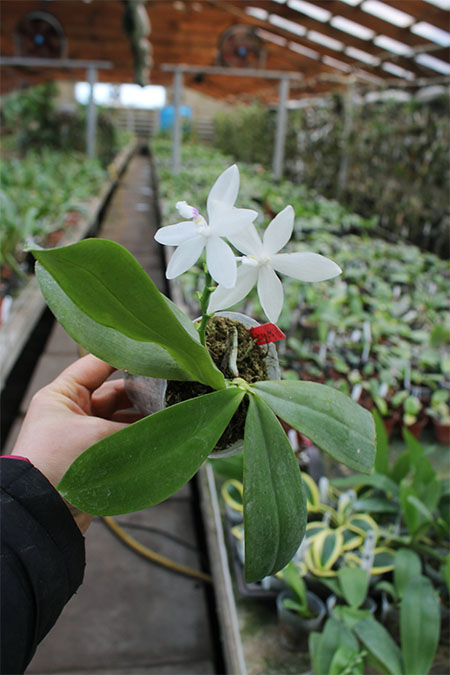 Phalaenopsis tetraspis.jpg