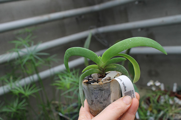 Angraecum leonis.jpg
