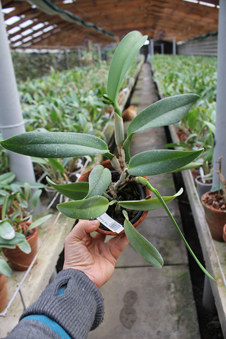 Potinara Fordyce Prelude 'First Act'.jpg