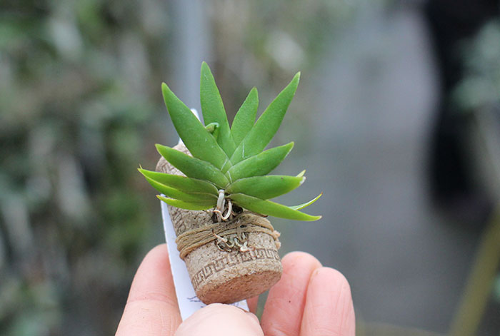 Psygmorchis pusilla.jpg