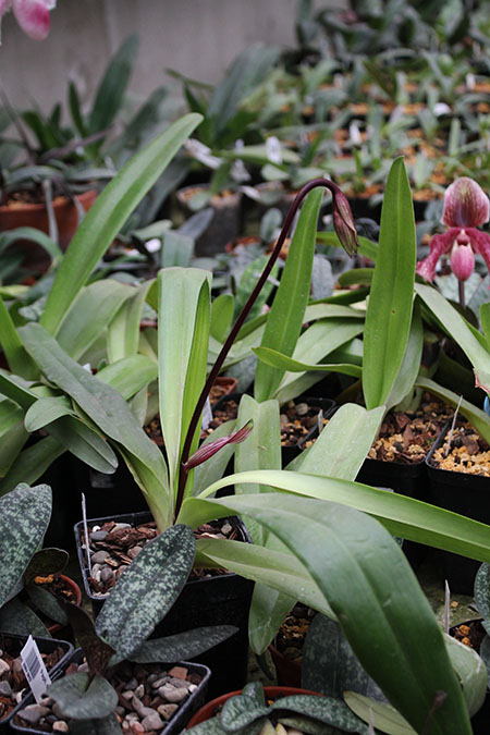 Paphiopedilum philippinense.jpg