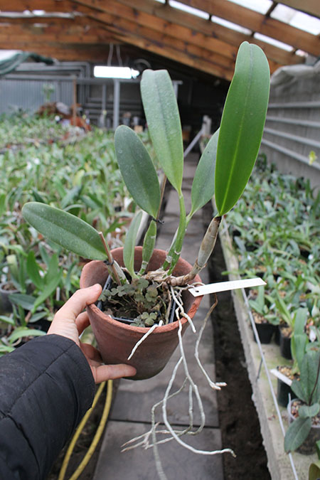 Laeliocattleya Gaskell - Pumila 'Azure Star'.jpg
