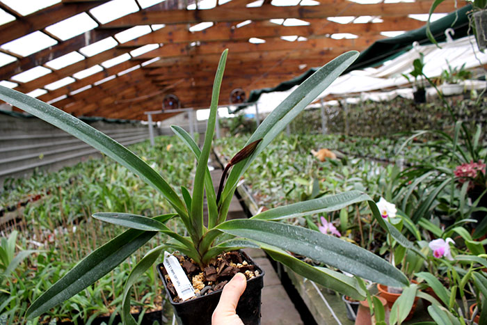 Paphiopedilum Lady Isabel x St Swithin.jpg