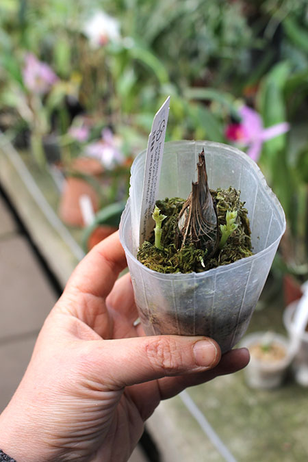 Clowesia Grace Dunn 'Chadds Ford'.jpg