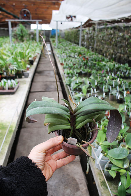 Renanthopsis Chienlung Sweet Girl.jpg