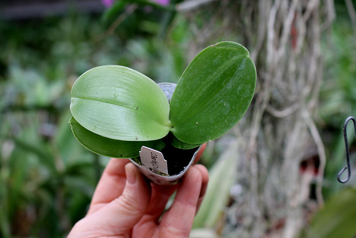 Phalaenopsis LD Bear King 'LD' x George Vasquez 'Eureka'.jpg