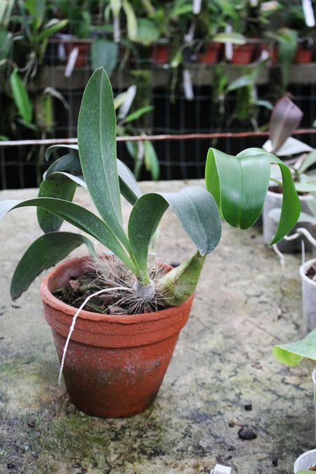 Inobulbum munificum.jpg