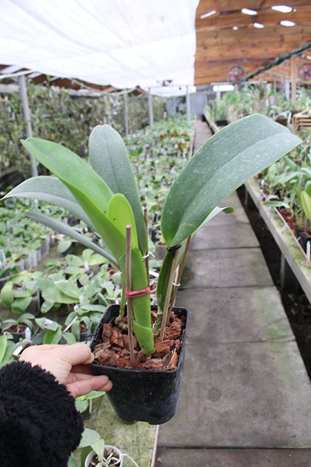 Cattleya warneri semi alba 'Pedra Azul' x semi alba 'Nr 1'.jpg