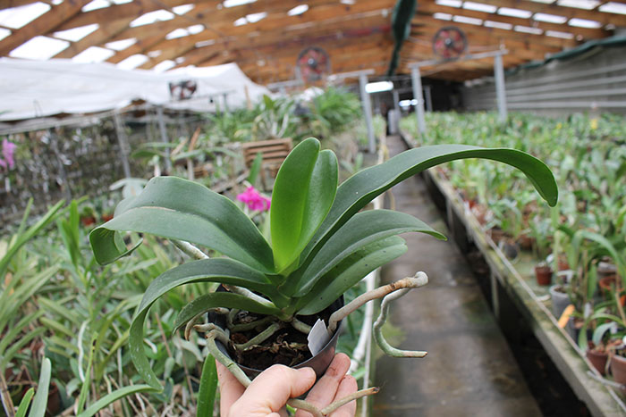 (Sedirea japonica-Vandopsis parishii) x Rhynchostylis gigiantea.jpg