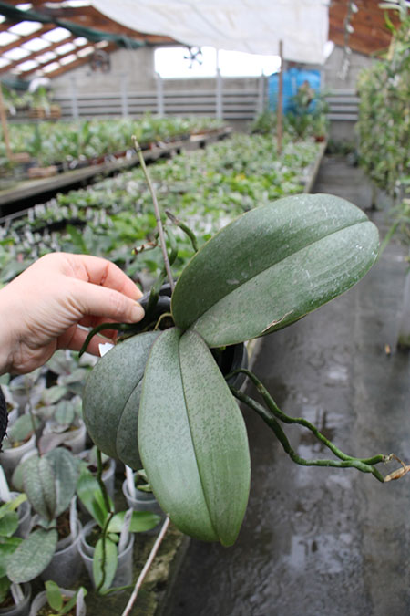 Phalaenopsis stuartiana x finleyi.jpg