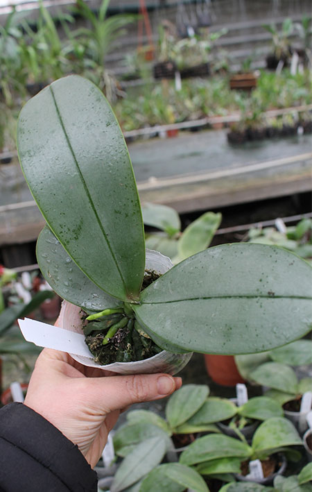 Phalaenopsis stuartiana punctatissima x mannii 'Dark'.jpg