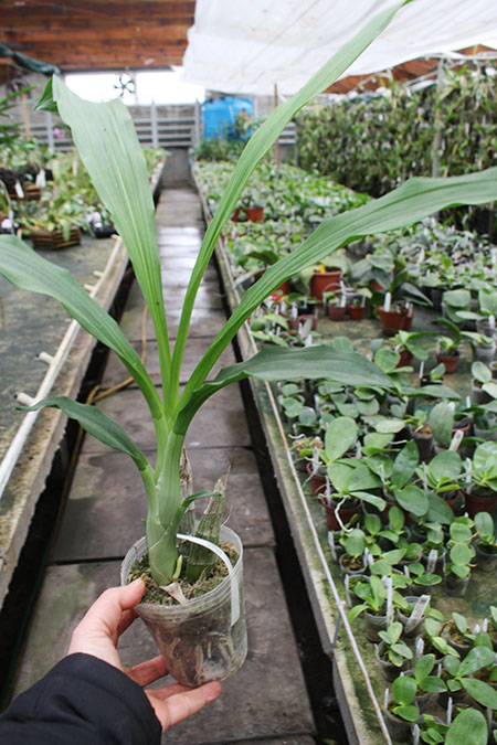 Catasetum osculatum.jpg