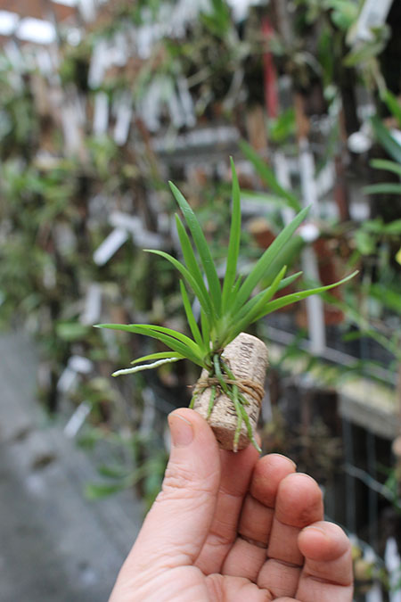 Podangis dactyloceras.jpg