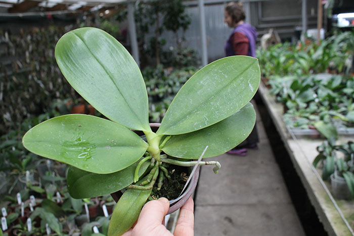 Phalaenopsis Chienlung Dream Bouquet.jpg