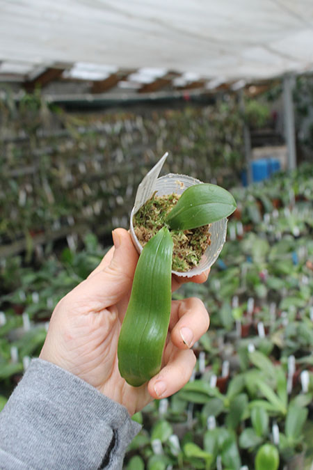 Phalaenopsis Chienlung Claret x Java.jpg