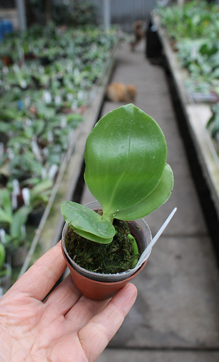 Phalaenopsis Chienlung Green Parrot.jpg